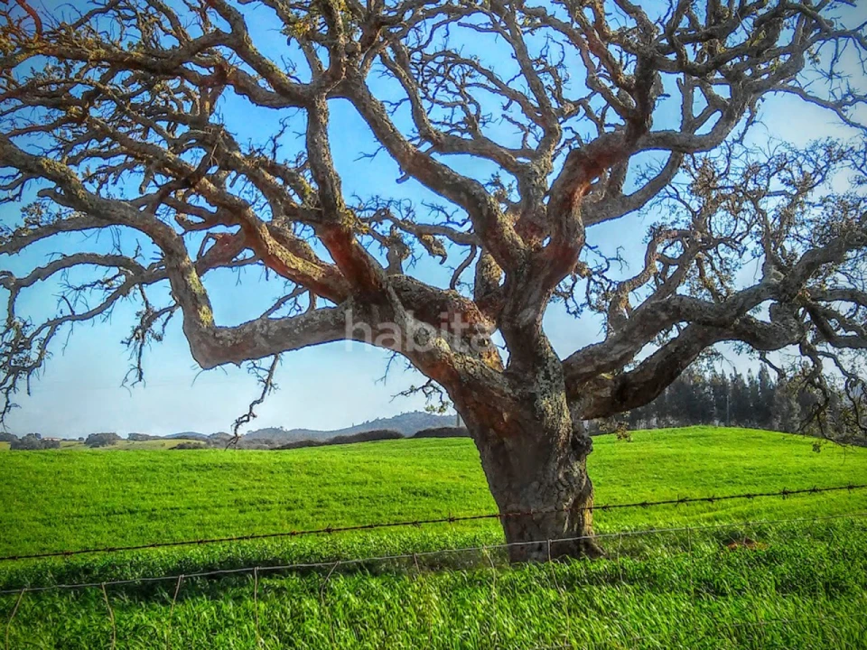 Moradia T4 para Venda em Cercal Foto 18