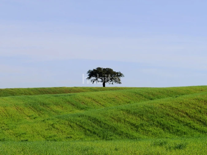 Moradia T4 para Venda em Cercal Foto 20