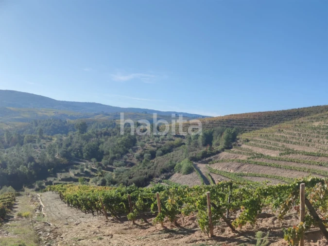 Quinta T10 para Venda em Alijo Foto 23