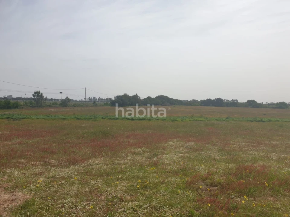 Terreno para Arrendamento em Longueira/Almograve Foto 12