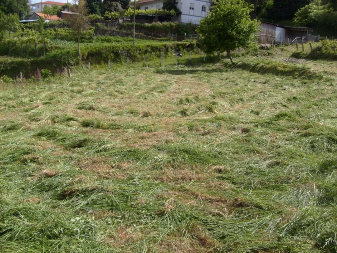 Terreno para Venda em Mentrestido Foto 2