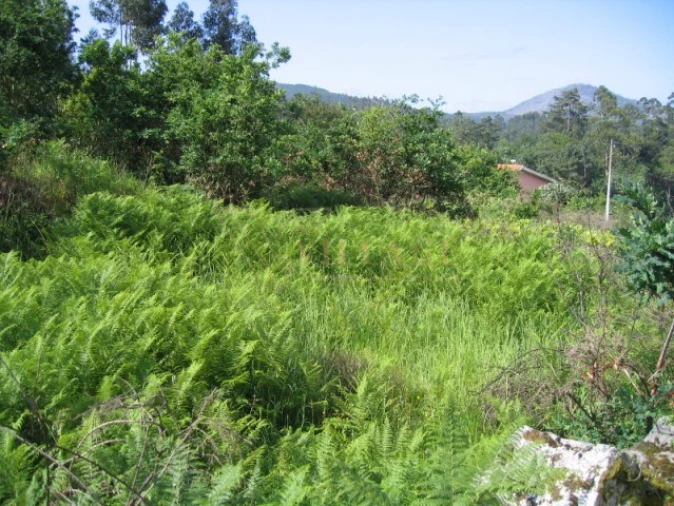 Terreno para Venda em Loivo Foto 4