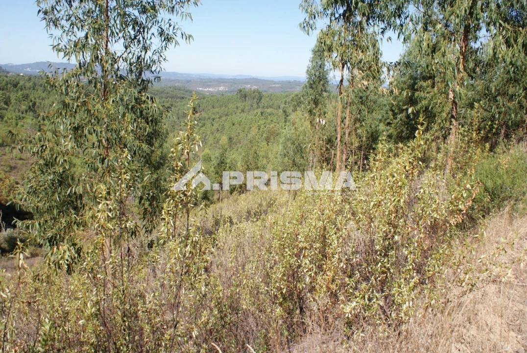 Terreno para Venda em Cardigos Foto 2