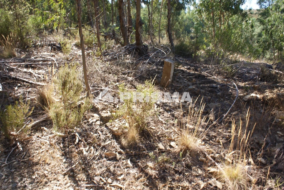 Terreno para Venda em Cardigos Foto 22