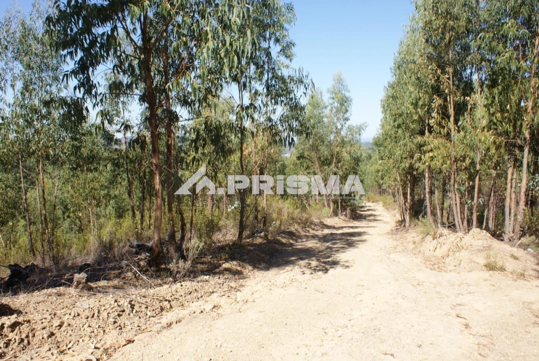 Terreno para Venda em Cardigos Foto 20