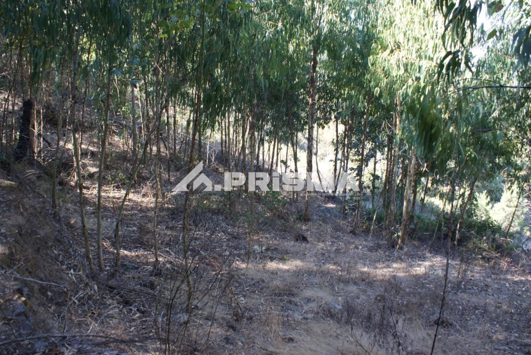 Terreno para Venda em Cardigos Foto 9