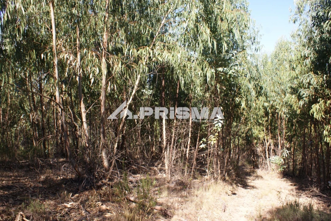 Terreno para Venda em Cardigos Foto 8