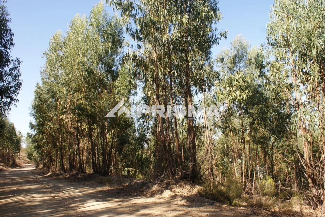 Terreno para Venda em Cardigos Foto 5