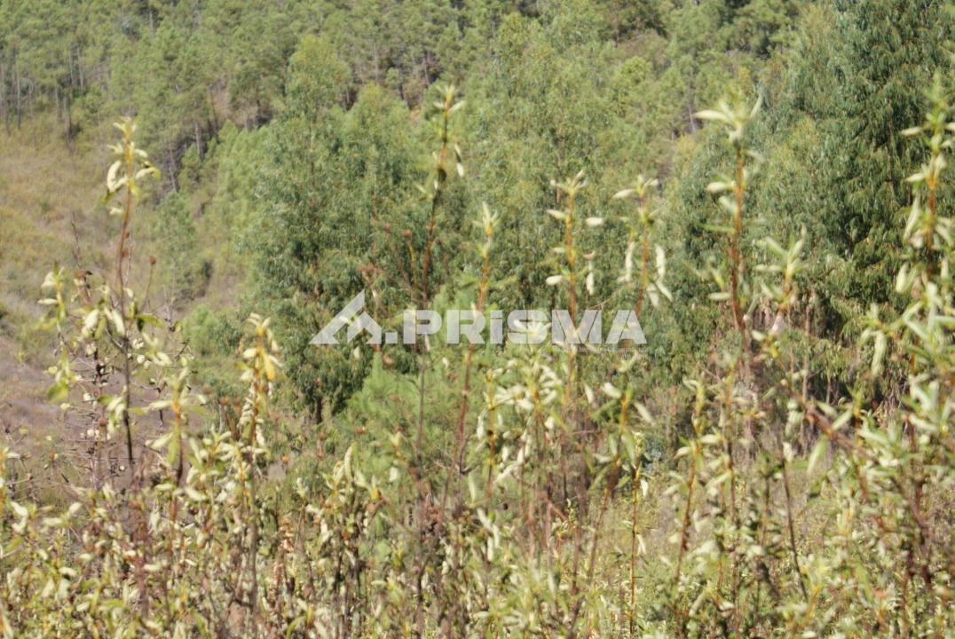 Terreno para Venda em Cardigos Foto 18