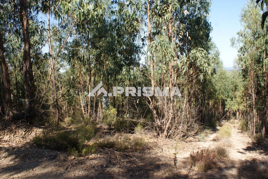 Terreno para Venda em Cardigos Foto 6