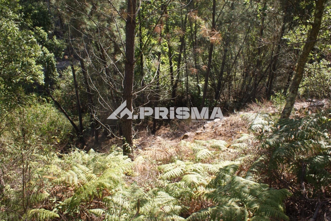 Terreno para Venda em Cardigos Foto 26