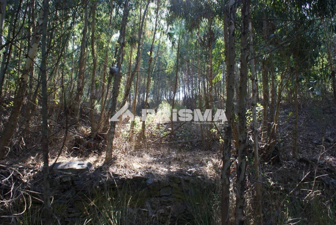 Terreno para Venda em Cardigos Foto 11