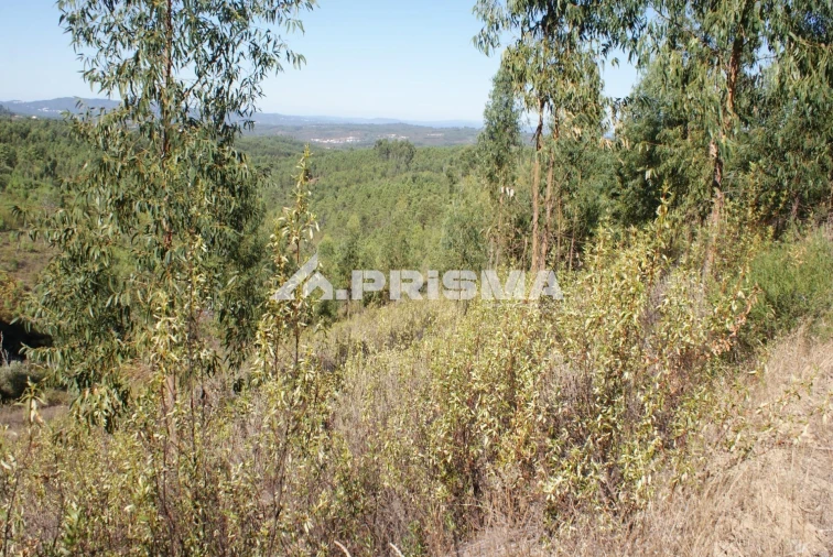 Terreno para Venda em Cardigos Foto 2