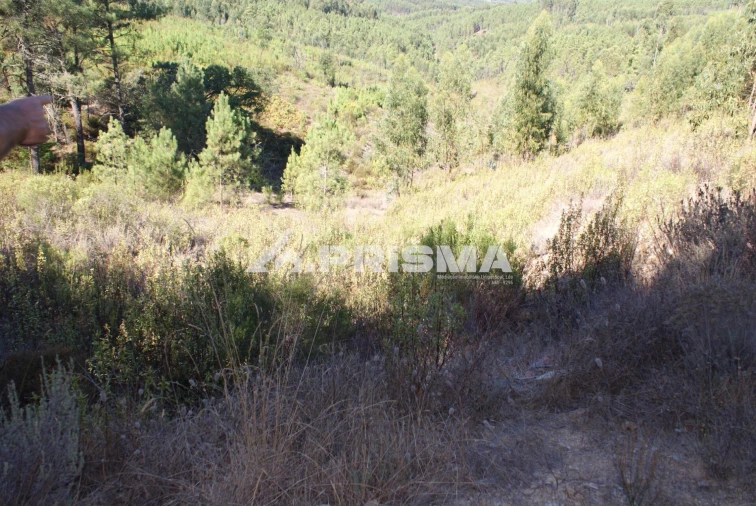 Terreno para Venda em Cardigos Foto 13