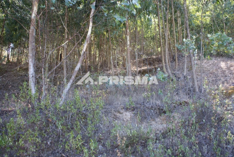 Terreno para Venda em Cardigos Foto 14