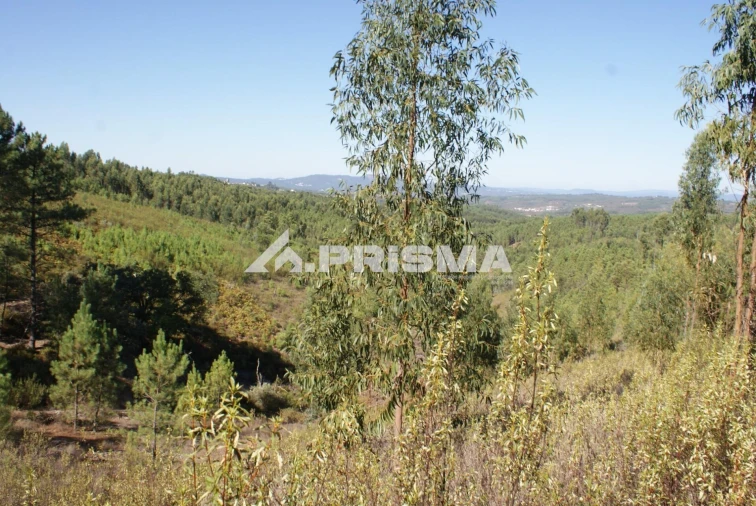 Terreno para Venda em Cardigos
