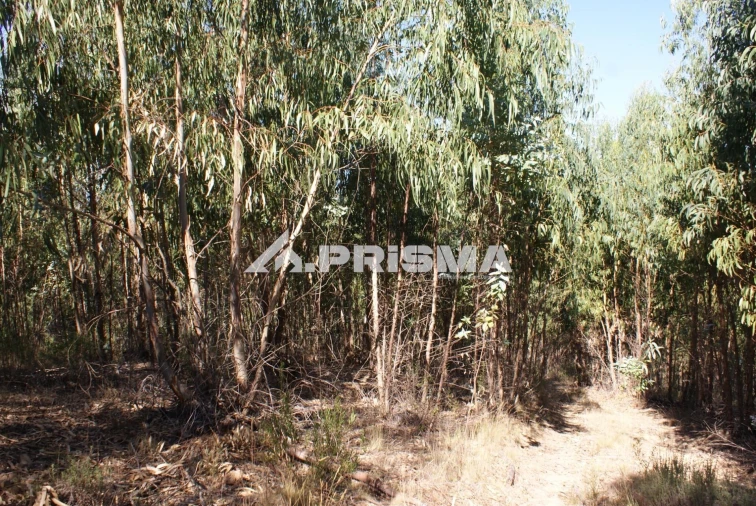 Terreno para Venda em Cardigos Foto 8