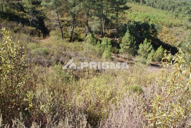 Terreno para Venda em Cardigos Foto 3