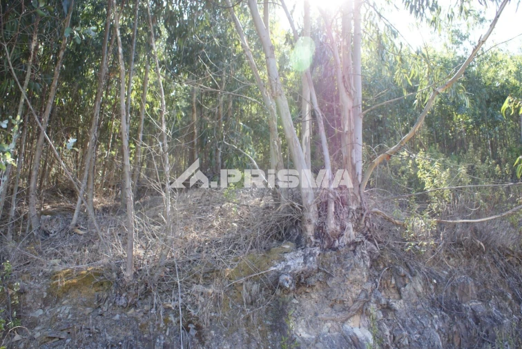 Terreno para Venda em Cardigos Foto 15