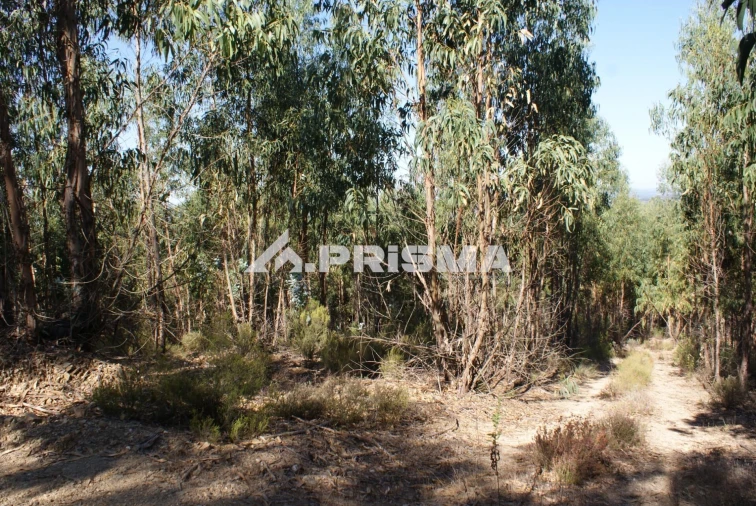 Terreno para Venda em Cardigos Foto 6