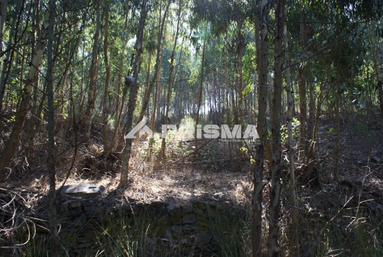Terreno para Venda em Cardigos Foto 11