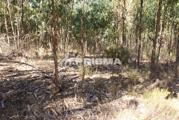 Terreno para Venda em Cardigos Foto 23