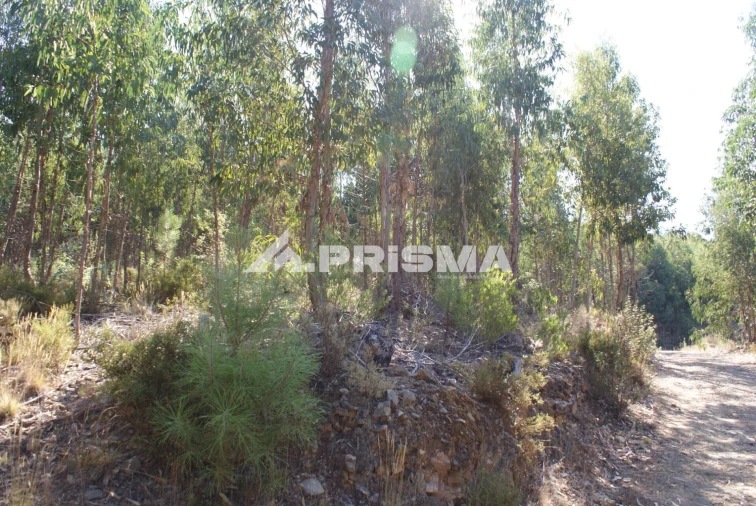 Terreno para Venda em Cardigos Foto 19