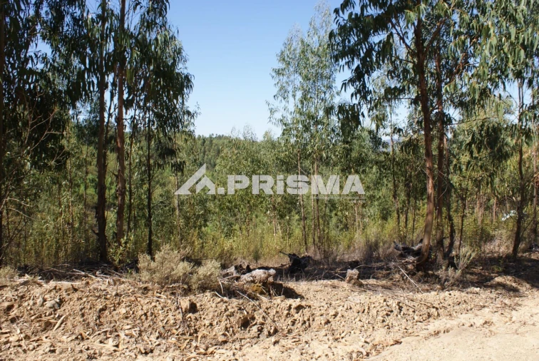 Terreno para Venda em Cardigos Foto 21
