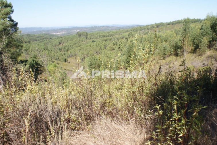 Terreno para Venda em Cardigos Foto 17