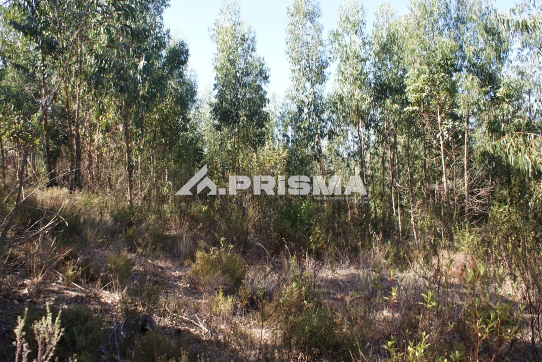 Terreno para Venda em Cardigos Foto 7