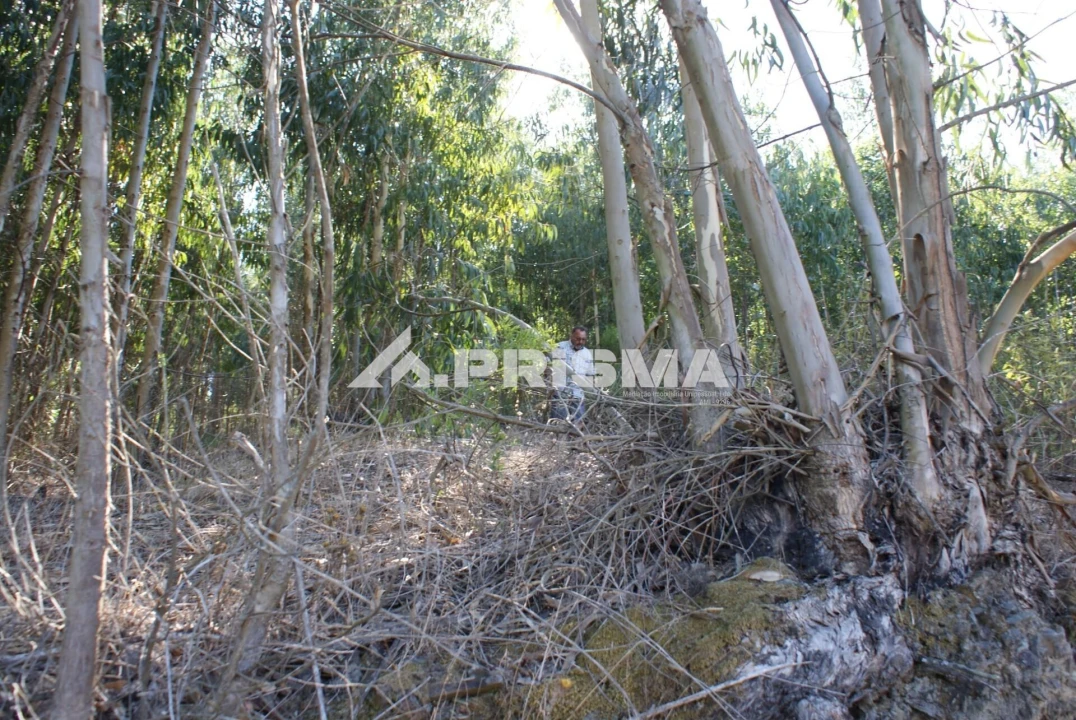 Terreno para Venda em Cardigos Foto 16