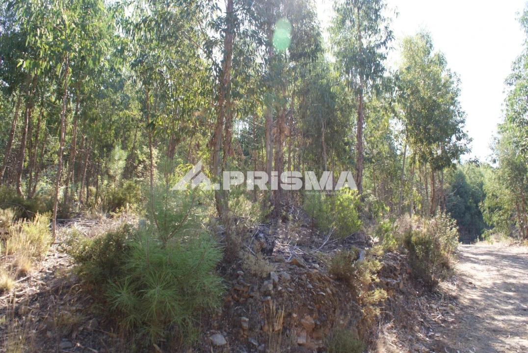 Terreno para Venda em Cardigos Foto 19