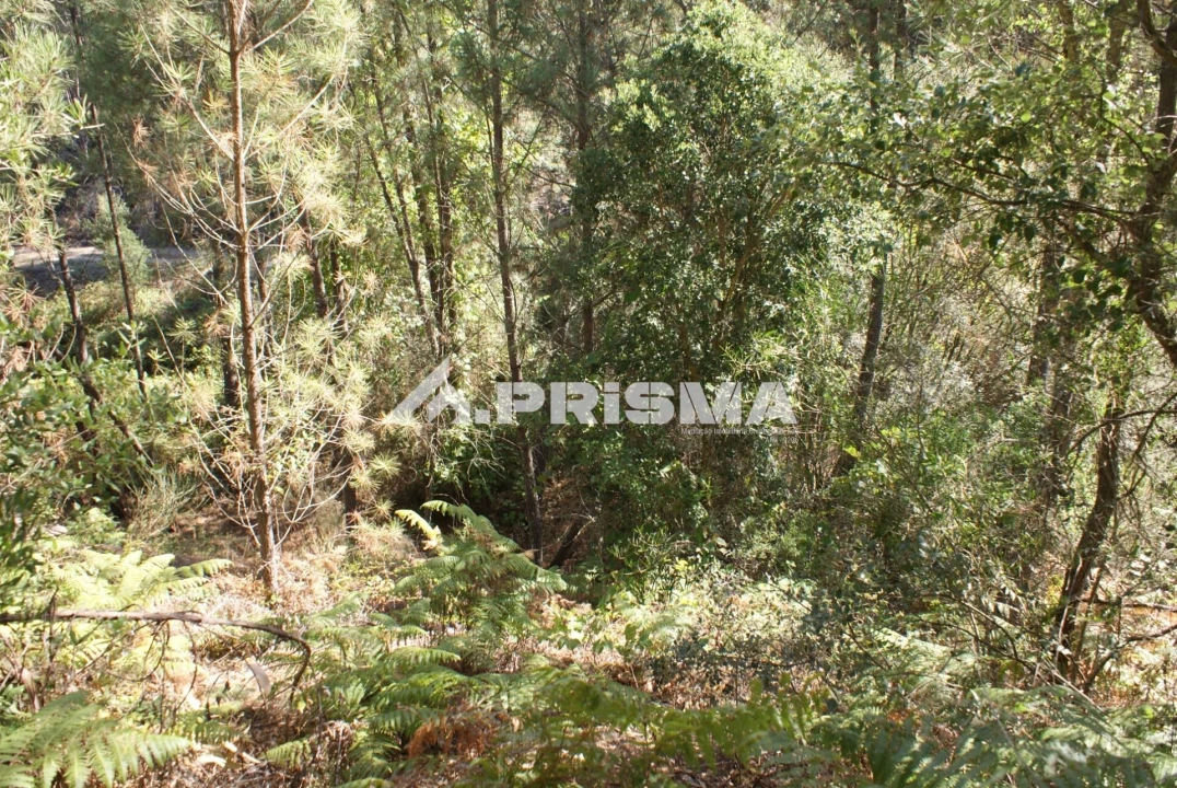Terreno para Venda em Cardigos Foto 28
