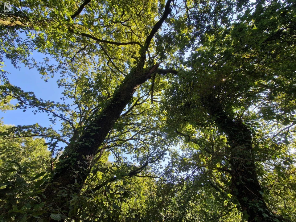 Terreno para Venda em Mosteiro Foto 18