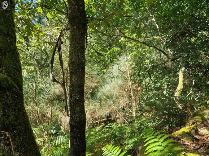 Terreno para Venda em Mosteiro Foto 6