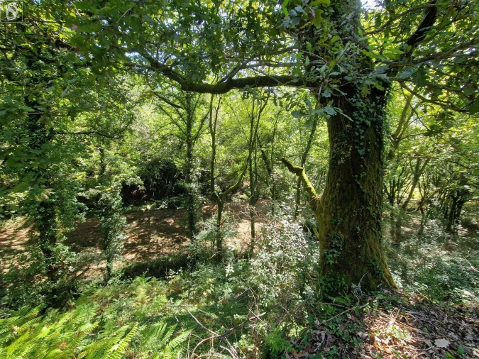Terreno para Venda em Mosteiro Foto 16
