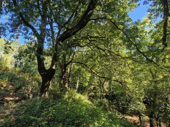 Terreno para Venda em Mosteiro Foto 14