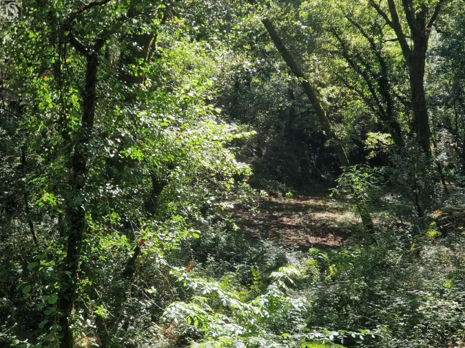 Terreno para Venda em Mosteiro Foto 9