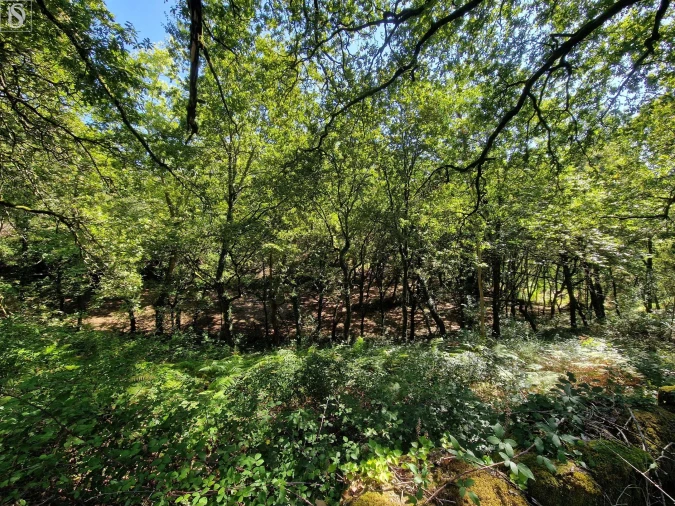 Terreno para Venda em Mosteiro Foto 11