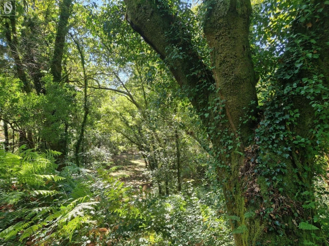 Terreno para Venda em Mosteiro Foto 19