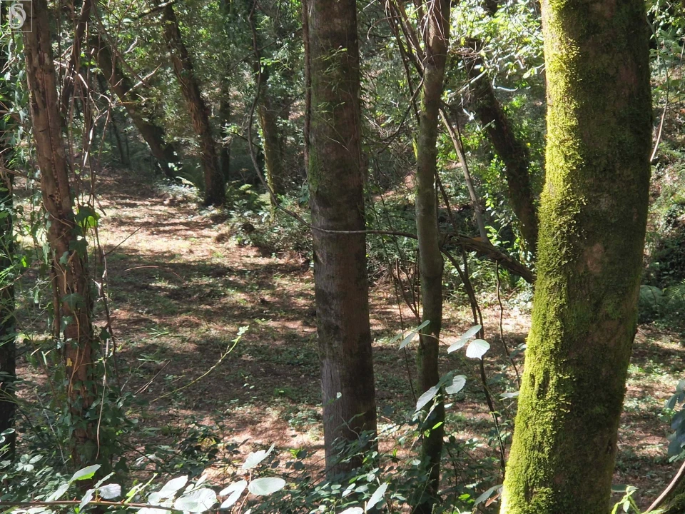 Terreno para Venda em Mosteiro Foto 7