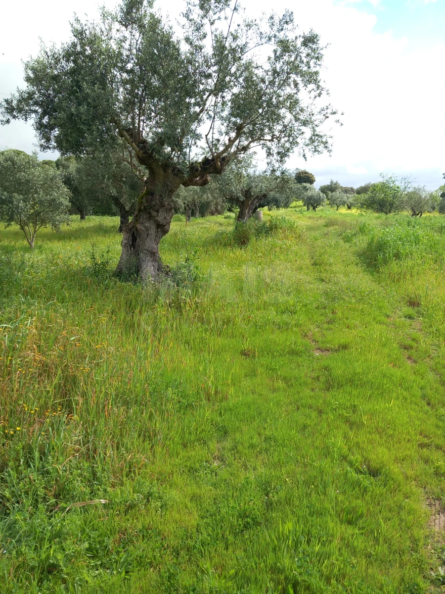 Terreno para Venda em Olaia e Paço Foto 1