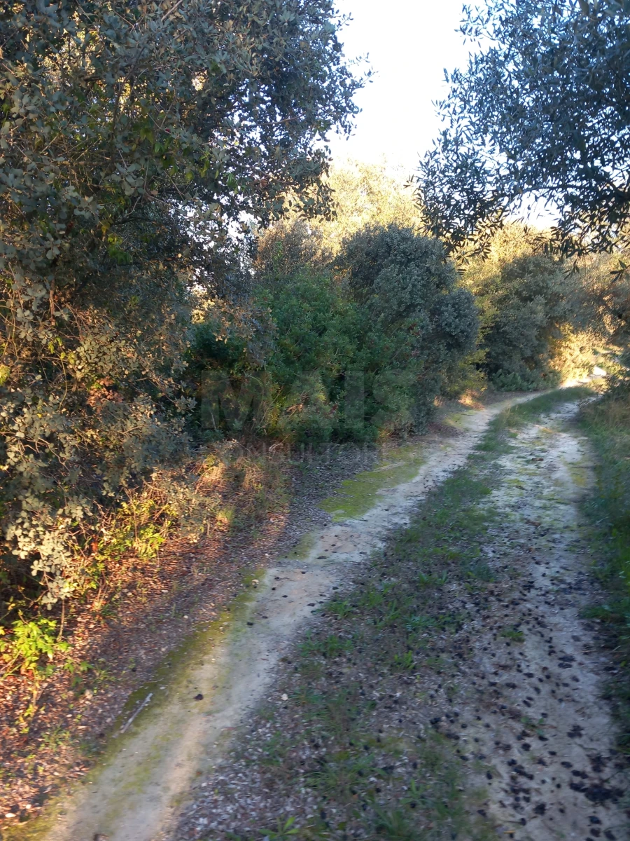 Terreno para Venda em Olaia e Paço Foto 3