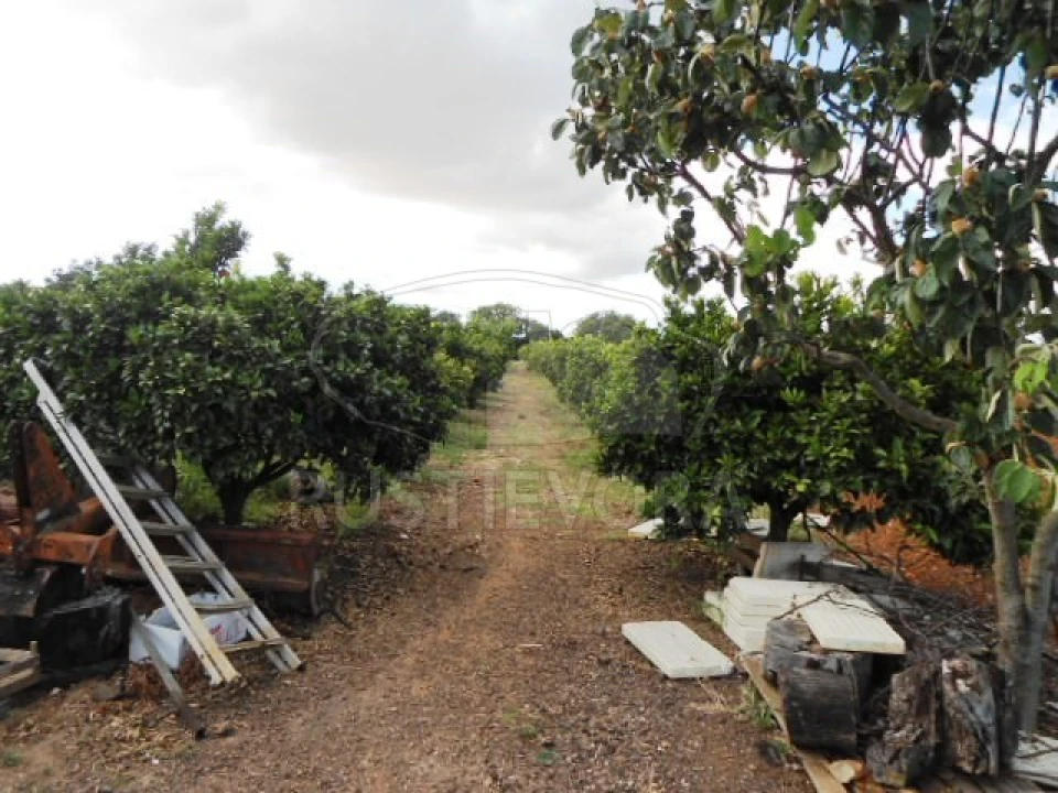 Quinta para Venda em São Bras e São Lourenço Foto 25