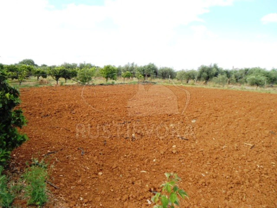 Quinta para Venda em São Bras e São Lourenço Foto 24