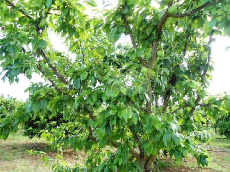Quinta para Venda em São Bras e São Lourenço Foto 28