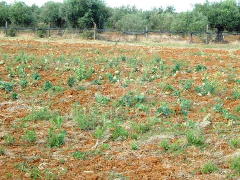 Quinta para Venda em São Bras e São Lourenço Foto 29