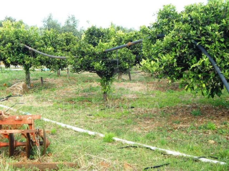 Quinta para Venda em São Bras e São Lourenço Foto 30