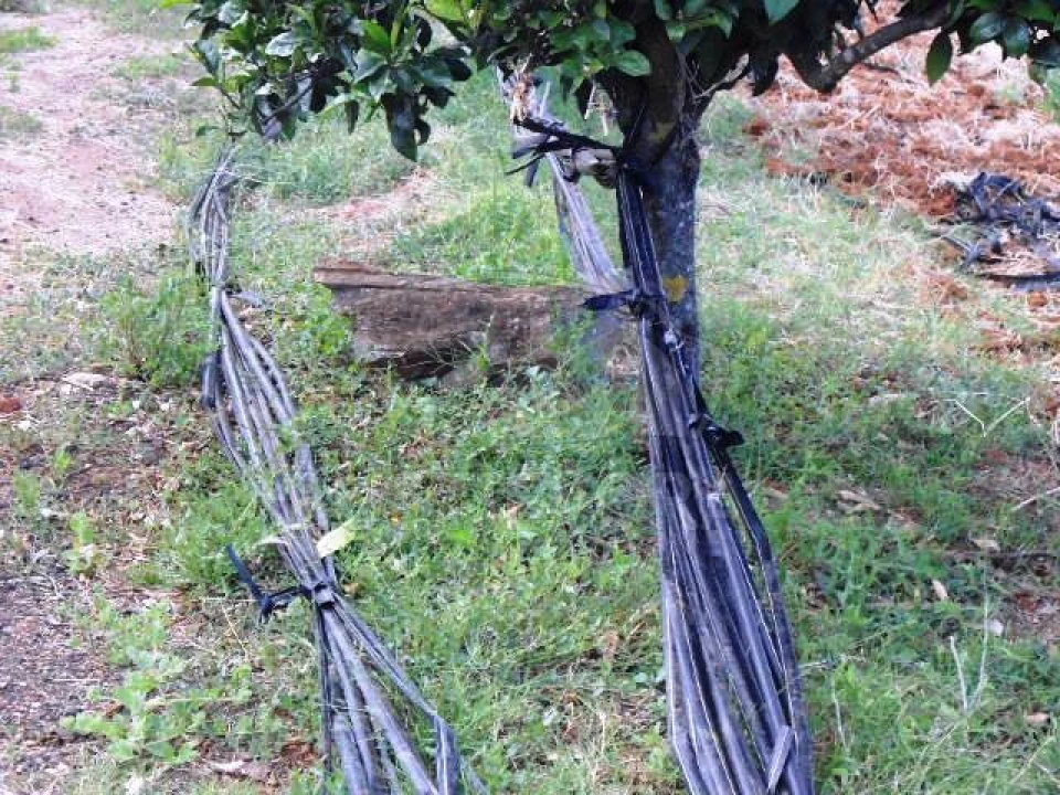 Quinta para Venda em São Bras e São Lourenço Foto 31