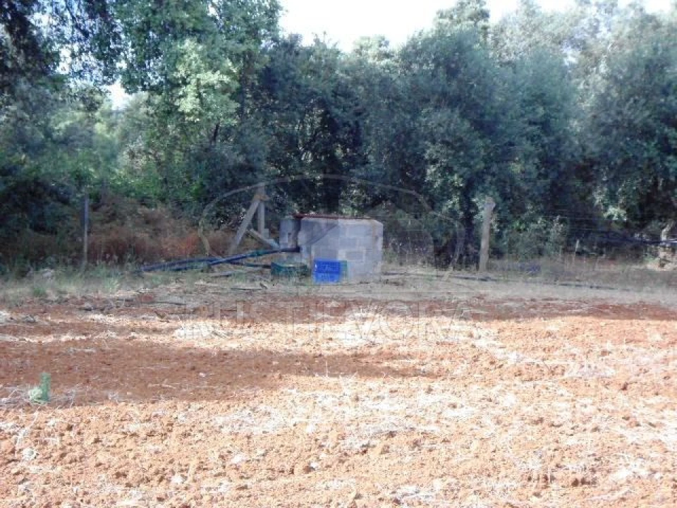 Quinta para Venda em São Bras e São Lourenço Foto 32